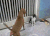 宠物 叶问 附身 猫 搞笑 喵星人 gif