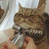 萌宠 猫咪 按摩 享受