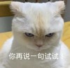 萌宠 猫星人 你再说一句试试 生气 呆萌 可爱