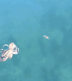动物  海洋 章鱼 螃蟹