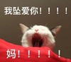 萌宠 猫星人 我最爱你 妈妈 呆萌 可爱