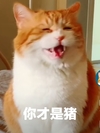 萌宠 喵星人 你才是猪 你居然说我是猪 憨憨 傲娇