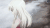 魔法少女伊莉雅 动漫 二次元
