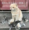 萌宠 喵星人 我怎么养了一群傻儿子 无奈 搞怪 逗
