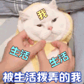 萌宠 猫星人 被生活拨弄的我 可怜 呆萌 可爱