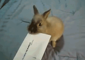 兔子 萌宠 动物 信封