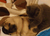 猫咪 喵星人 可爱 萌宠