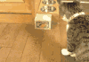 小动物 好奇 猎奇 萌 扭头 拍打 小猫 喵星人