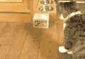 小动物 好奇 猎奇 萌 扭头 拍打 小猫 喵星人