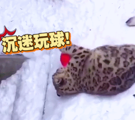 动物  雪豹  玩球  沉迷