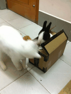 猫星人 好奇 兔子