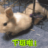 下班 兔子 兔子钻笼子 下班啦