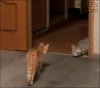 猫咪 高冷 逗比 动态