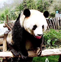 熊猫 吃货 动物 可爱