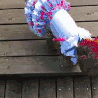 汪星人 狗狗 可爱 萌宠