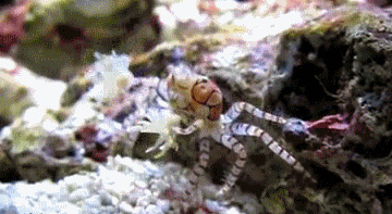 螃蟹 crab 拍摄 海洋