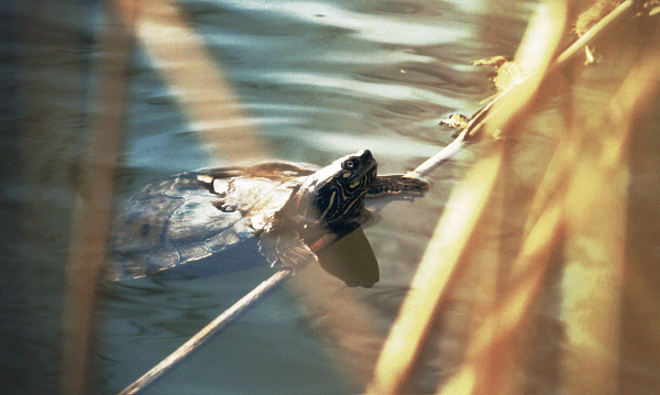 乌龟 游泳 可爱 水陆两栖动物