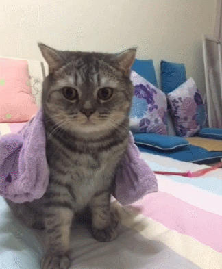 猫咪 披着毛巾 床上 枕头