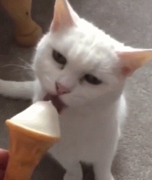 猫咪 冰淇淋 舔着 好吃
