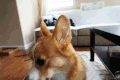 柯基 舔舌头 抬头 眨眼 沙发 蠢萌 corgi