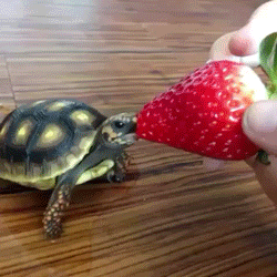 乌龟 草莓 甜不甜 搞笑