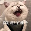 萌宠 喵星人 你叭叭个锤子 别说话 搞怪 逗