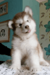 哈士奇 Siberian husky