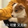 萌宠 汪星人 弱小 可怜 又无助 呆萌 可爱