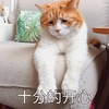 萌宠 猫星人 十分的开心 嘿嘿嘿 呆萌 可爱