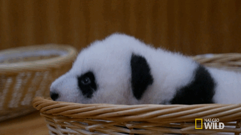 可爱 萌 熊猫 保护动物