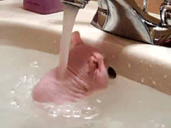 可爱 小老鼠 玩耍 洗澡