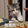 萌宠 喵星人 我再吃一口 我还没吃饱呢 呆萌 可爱