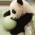 熊猫  球  幼小  可爱  翻滚  萌