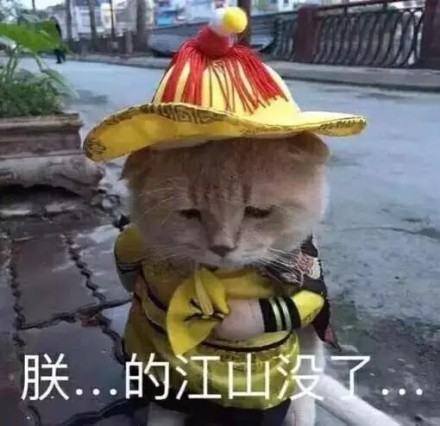 猫咪 向下看 帽子 可爱 朕的江山没了