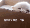 猫咪 可爱 呆萌 斗图 有没有人领养一下我