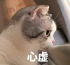 萌宠 猫星人 心虚 可怜 搞怪 逗