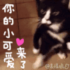 我来了 喵星人 你的 可爱