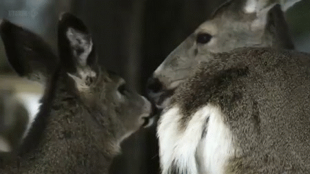 鹿 deer 可爱 萌萌哒 吻