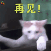 萌宠 猫 再见 生气 soogif soogif出品