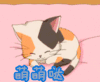 萌萌哒 卖萌 猫 动漫 二次元