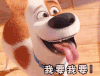 soogif soogif出品 萌宠大作战 我要我要