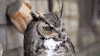 猫头鹰 owl