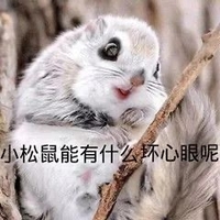 萌宠 松鼠 小松鼠能有什么坏心眼 无奈 呆萌 可爱