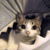 猫咪 喵星人 搞笑 呆萌 可爱