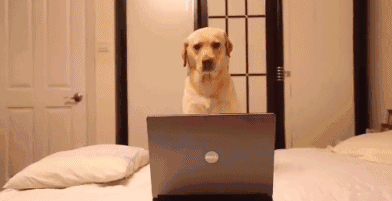 狗狗 电脑 搞笑 雷人