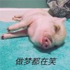 萌宠 猪 做梦都在笑 可开心了 憨憨 可爱