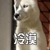 狗 汪星人 冷漠