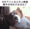 蒙圈 狗