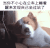 蒙圈 狗
