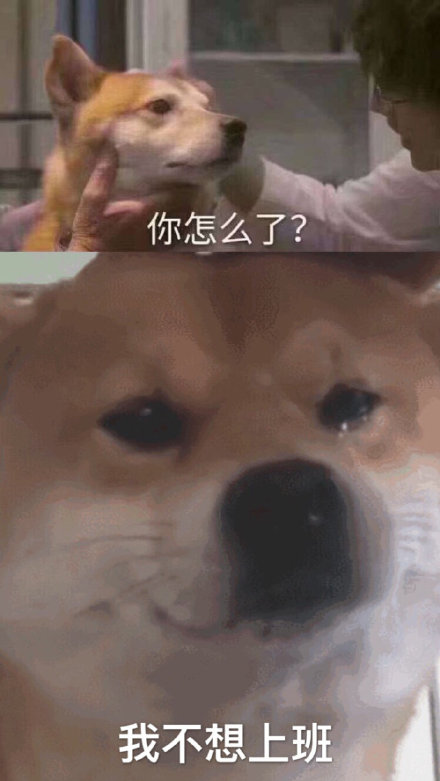流泪汪 伤心 怎么了 狗 狗狗 柴犬 萌宠 不想上班